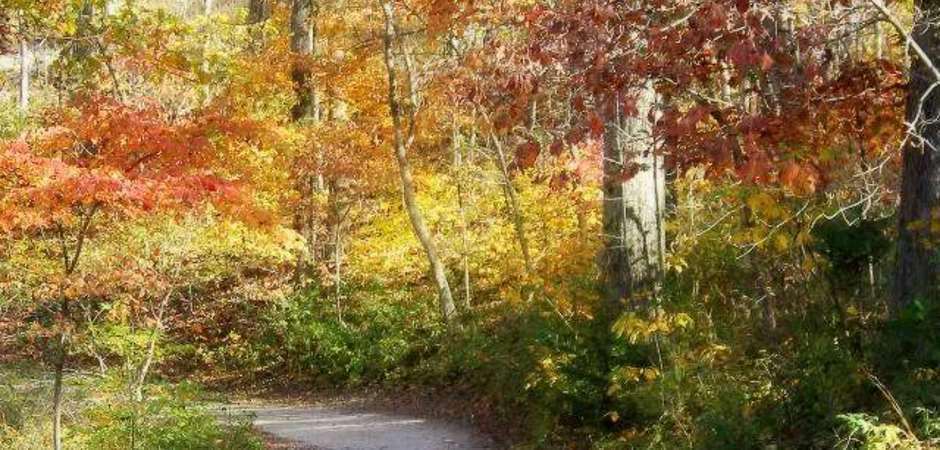 Fall Foliage In The Ozarks - 63 Wooded Acre Resort Eureka Springs Arkansas